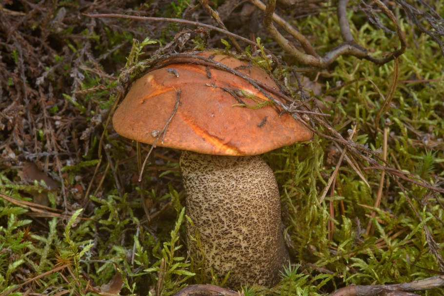 Birch Bolete