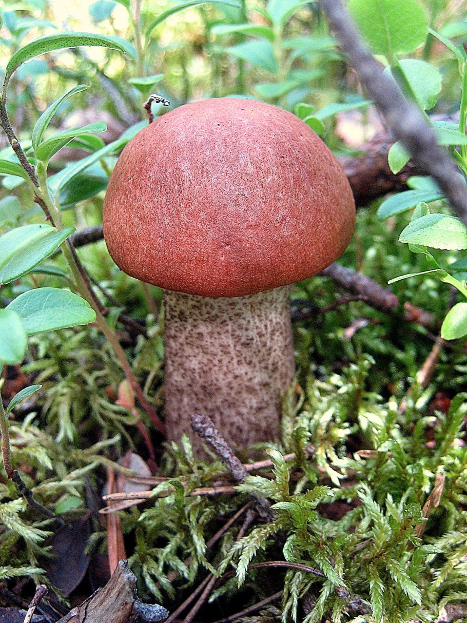 Грибы в лесу сейчас