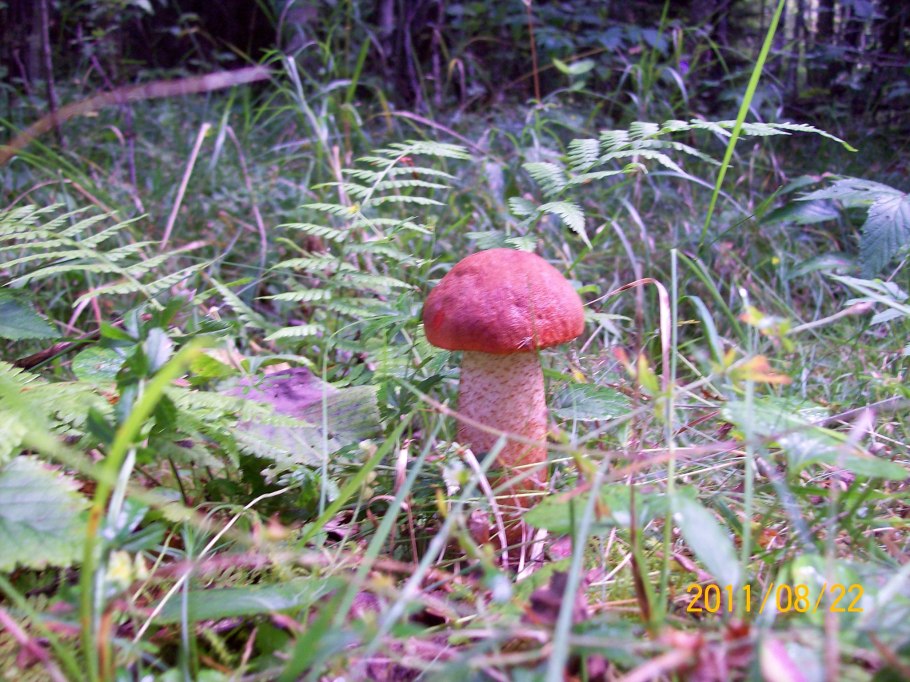 Подосиновик гриб розовый