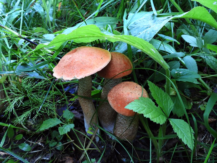 Подосиновик кроваво-красный