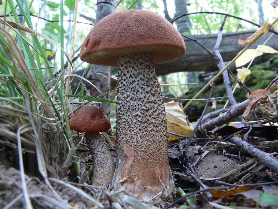 Красноголовики и подосиновики