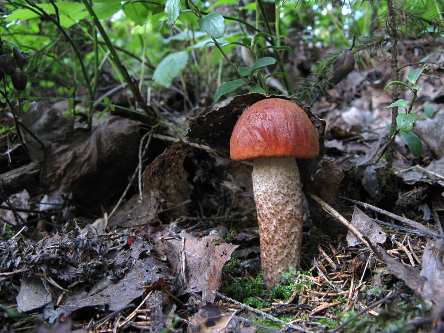 Leccinum aurantiacum