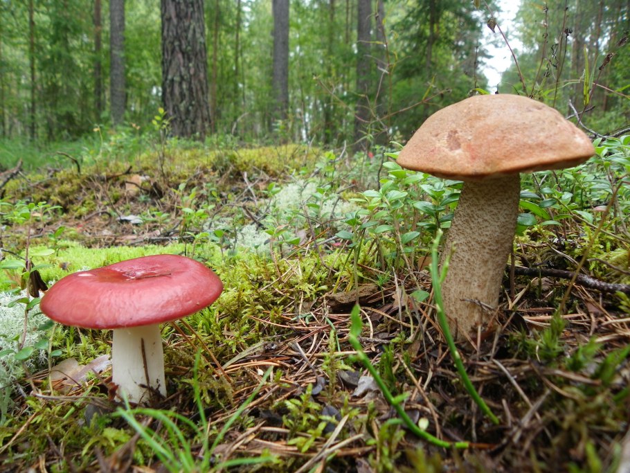 Подосиновик красноголовик