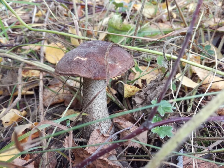 Подосиновик Сибирский