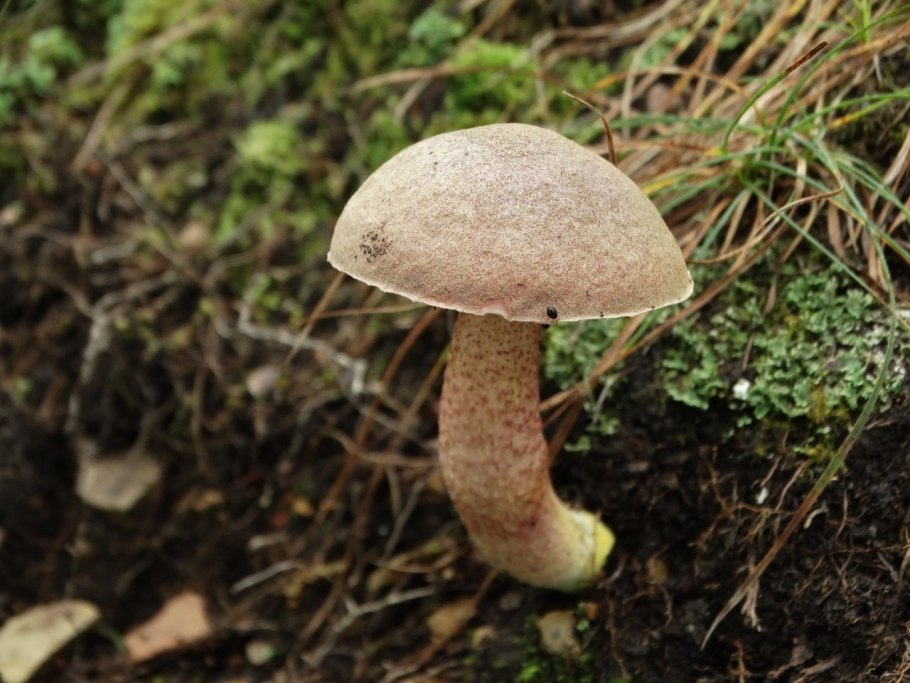 Подосиновик красный (обабок, красноголовик)