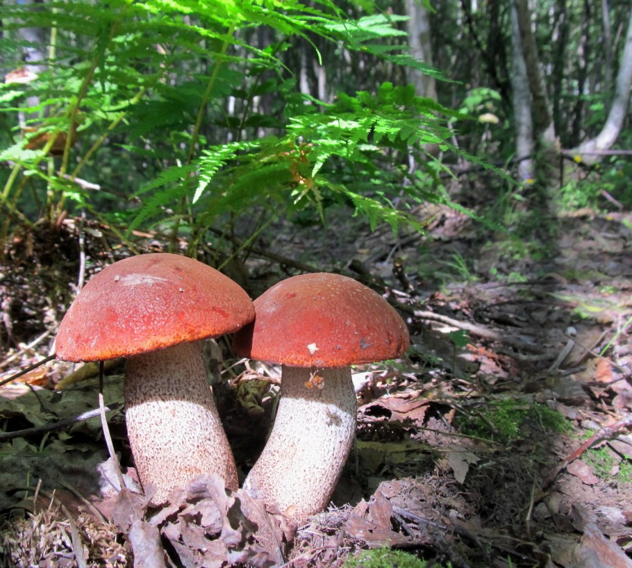 Грибы в лесу Смоленской области