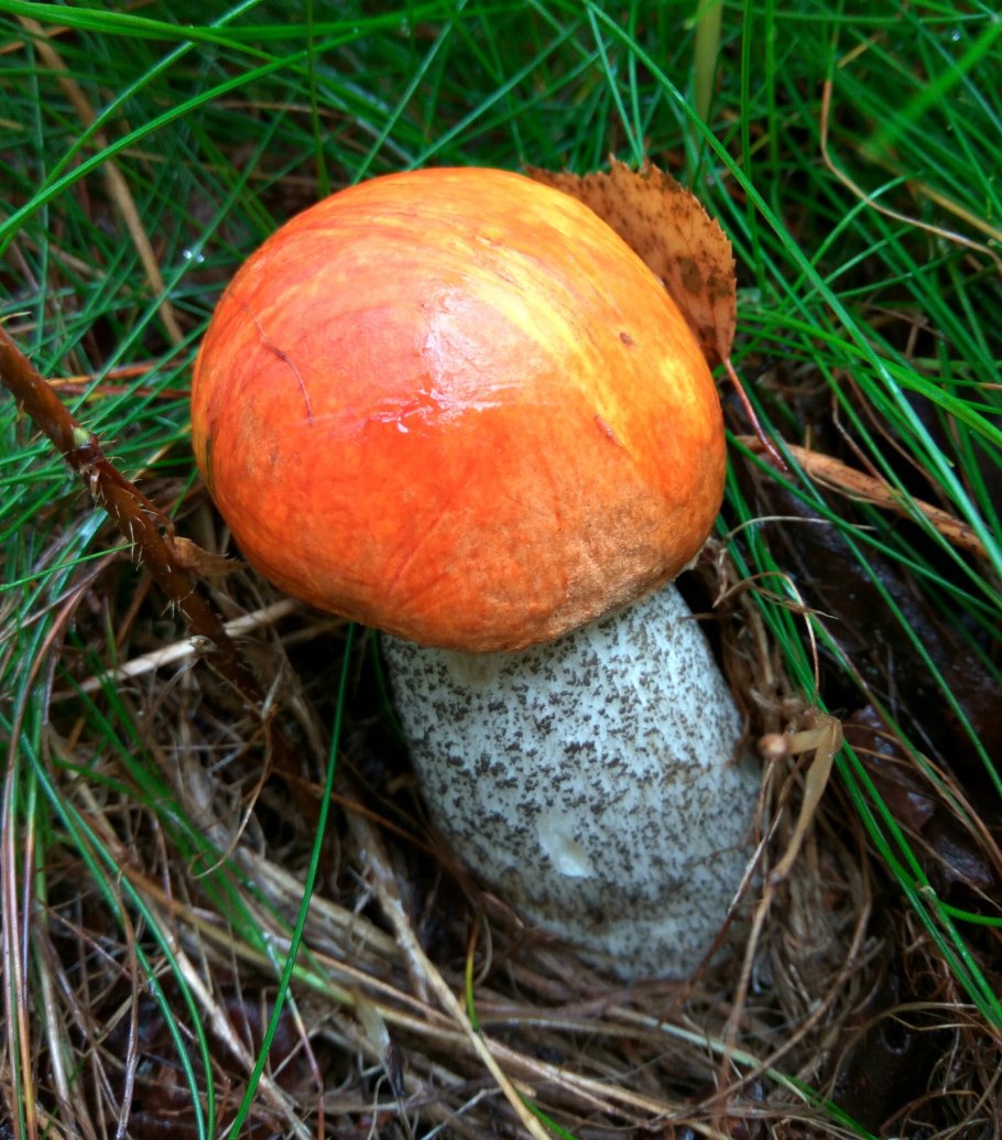 Подосиновик Боровой