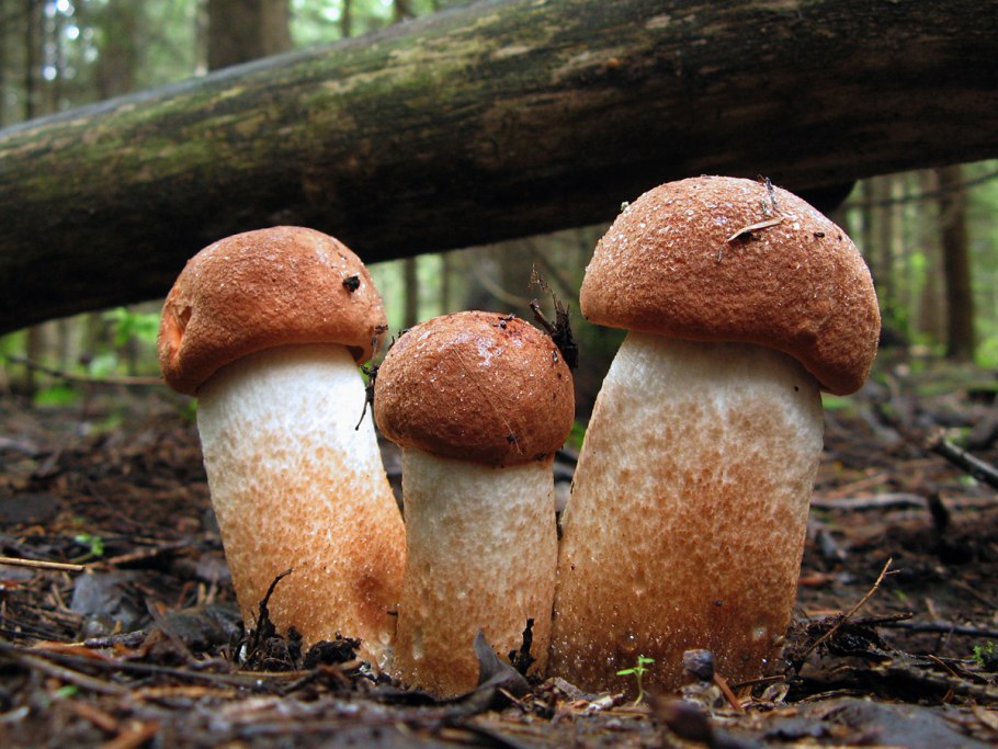 Подосиновик на фоне неба Карелия