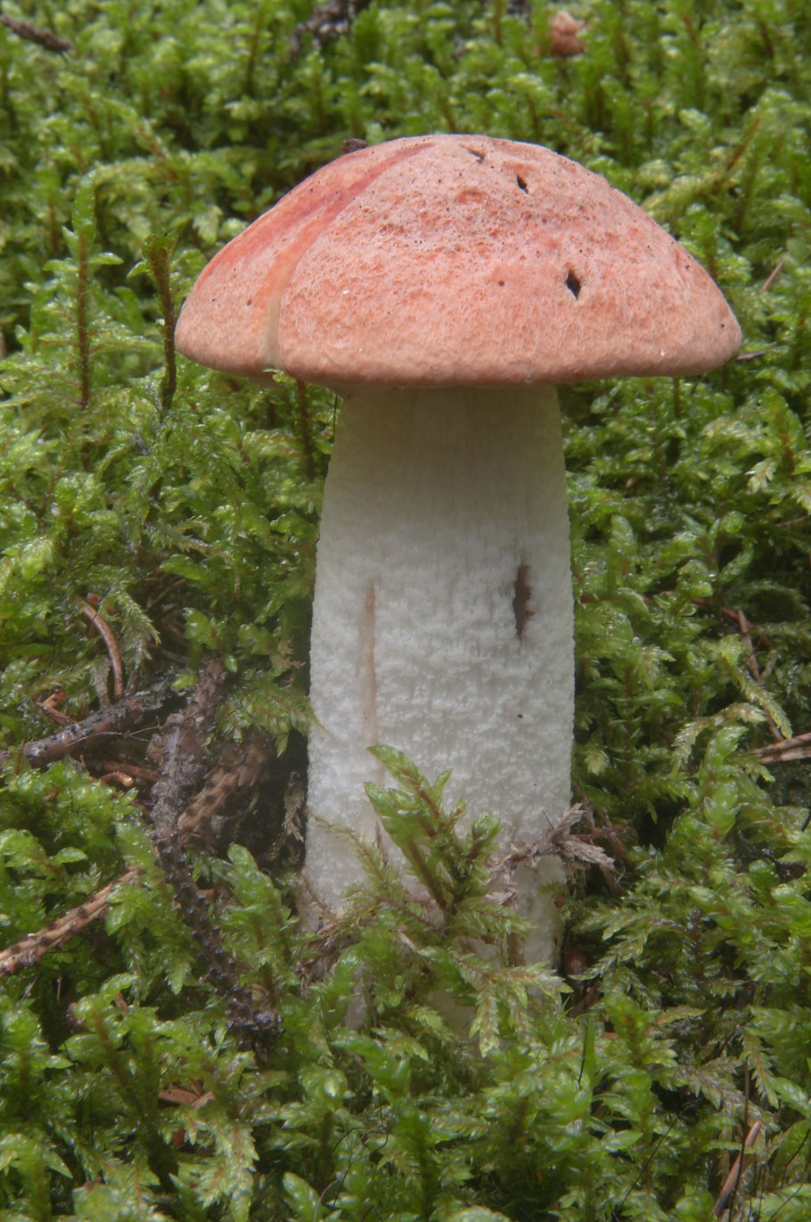 Red-cap Boletus Mushroom