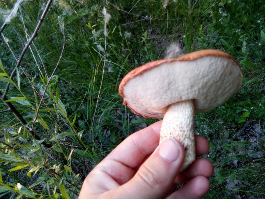 Осина и подосиновик