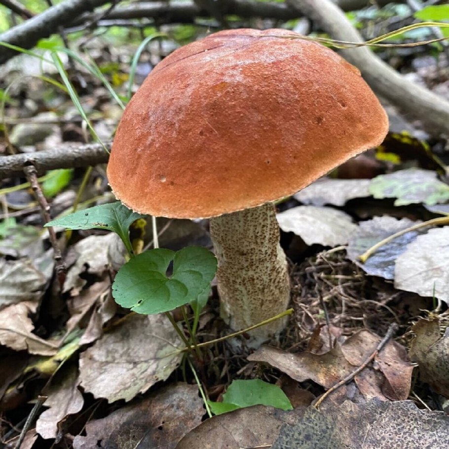 Ложный красноголовик