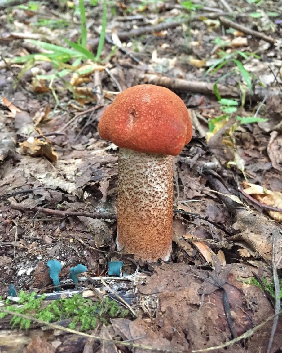 Розовый подосиновик