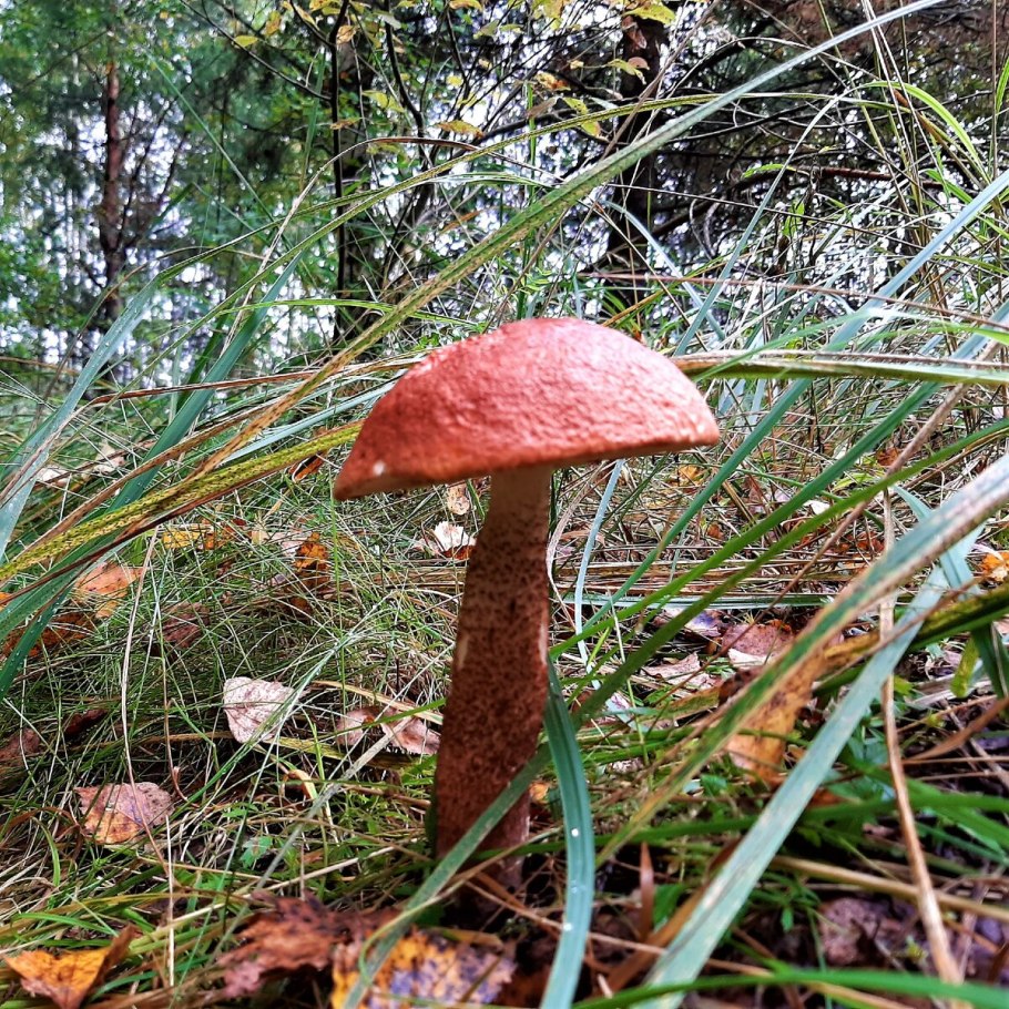 Подосиновик Рыжик Тополевка