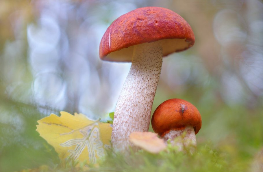 Гриб красноголовик ложный