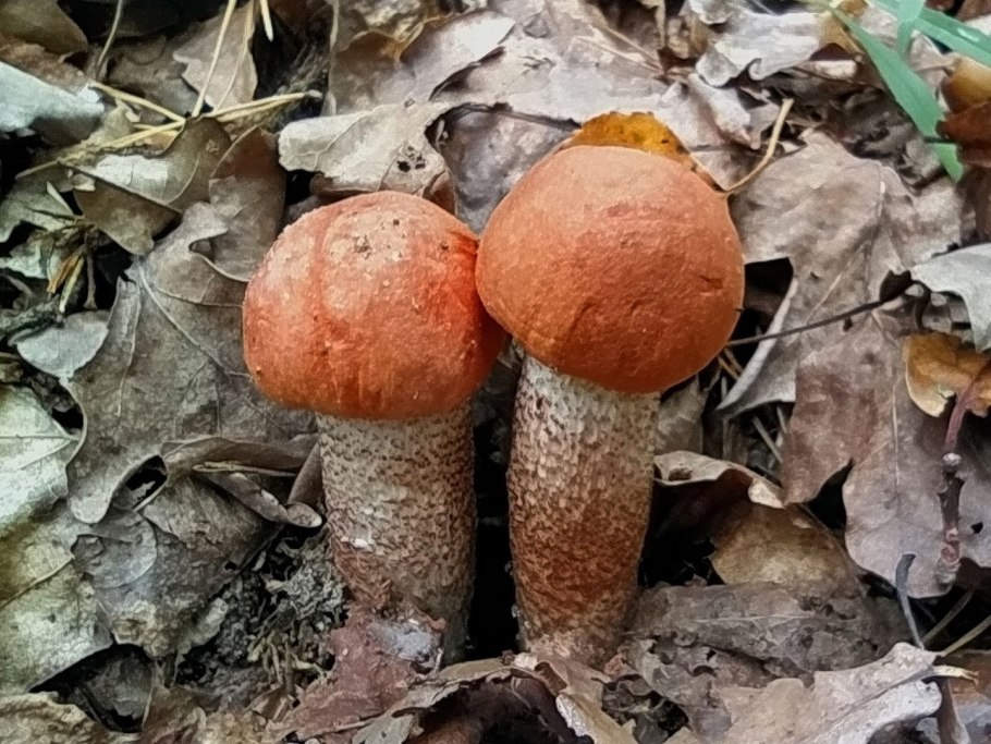 Пластинчатые грибы подосиновик