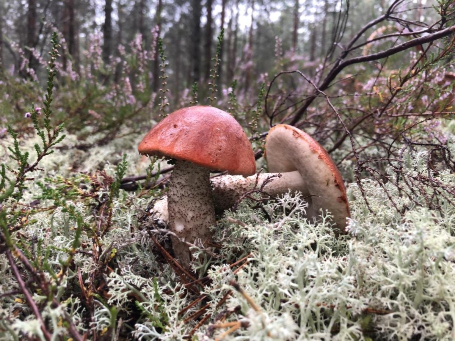 Розовый подосиновик