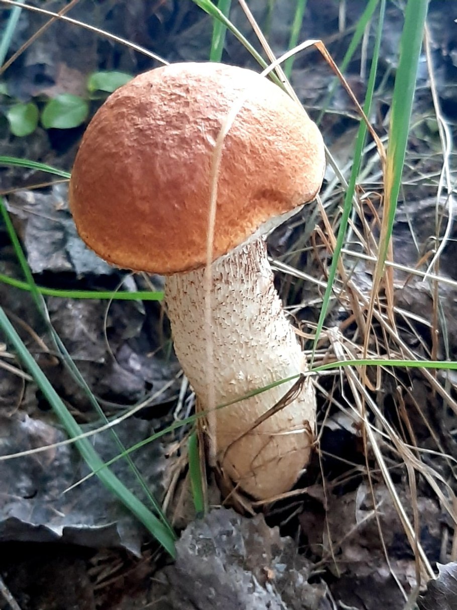 Подосиновик с коричневой шляпкой