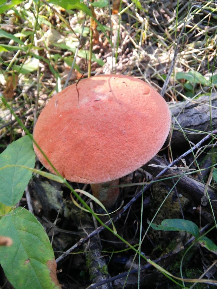 Подберезовик и обабок одно и тоже или нет