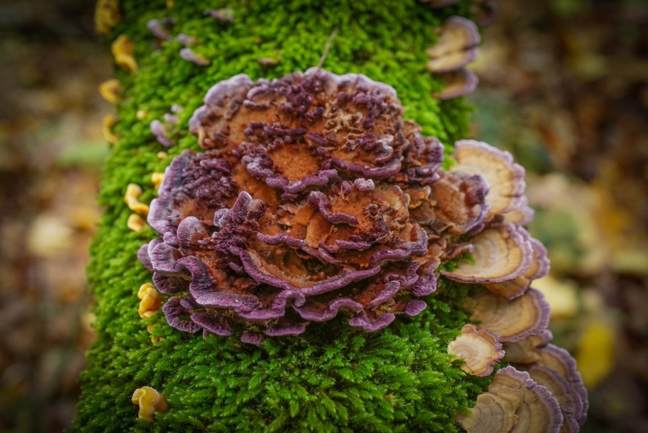 Губка Сосновая Phellinus Pini. Pil.