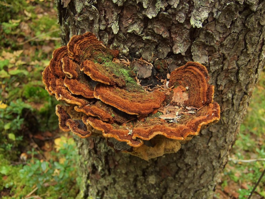 Inonotus triqueter