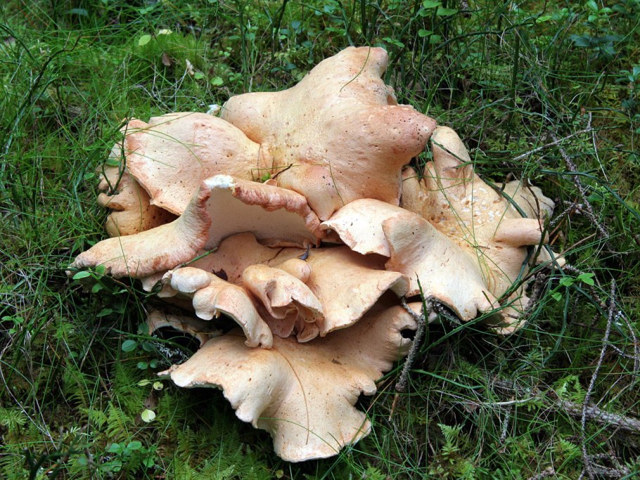 Трутовик берёзовый (Fomitopsis betulina)