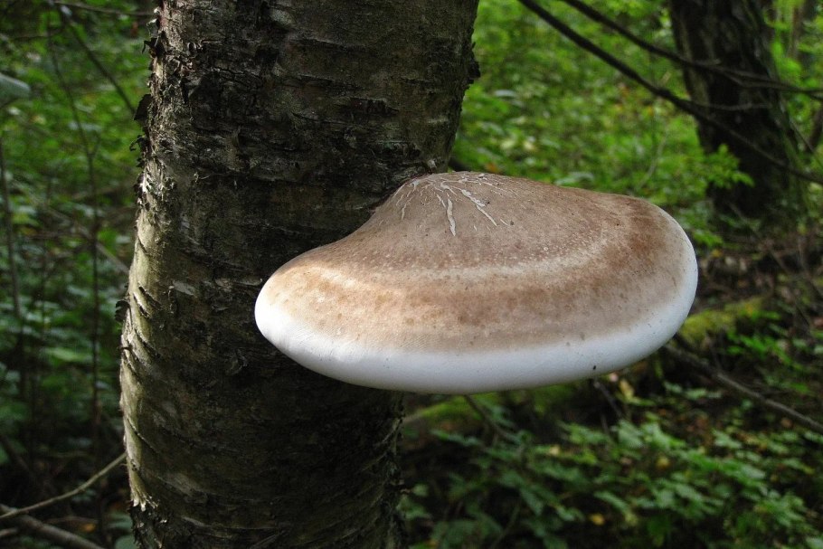 Трутовик обыкновенный fomes fomentarius