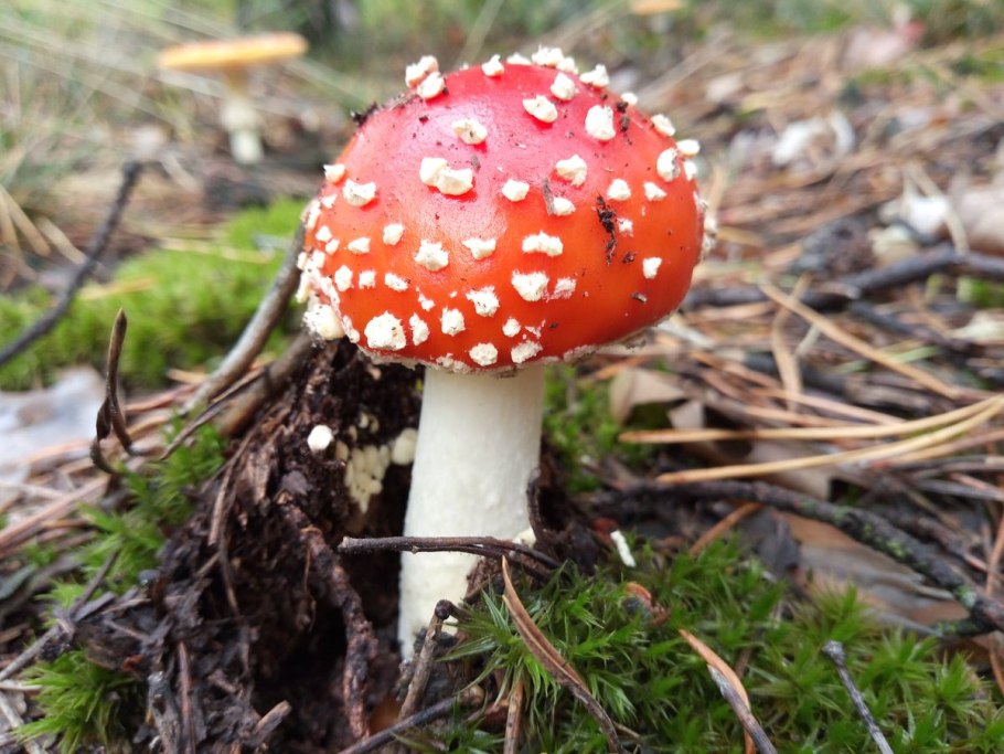 Мухомор солнце