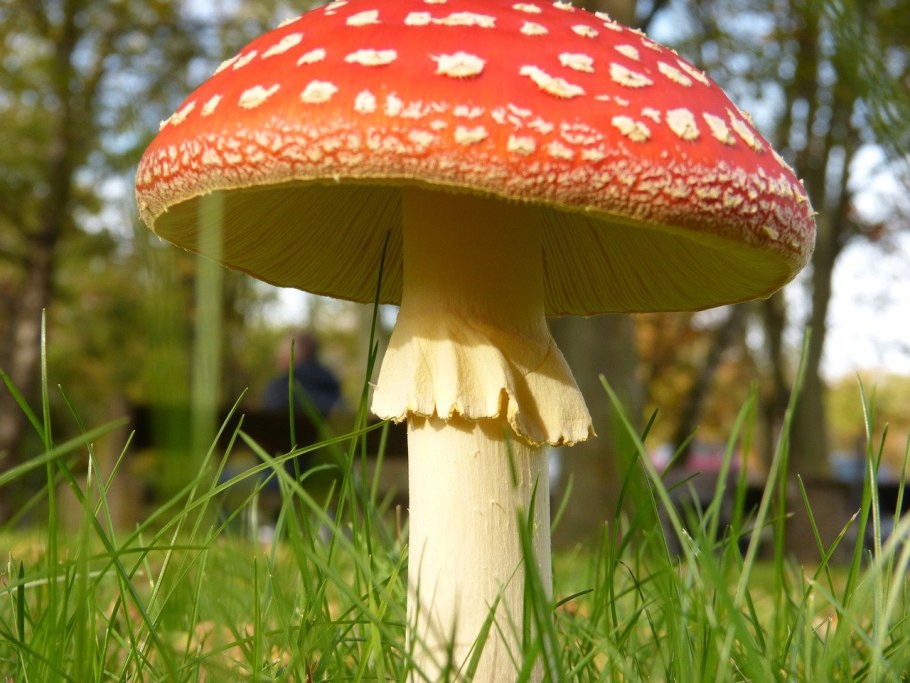 Шляпочные грибы мухомор