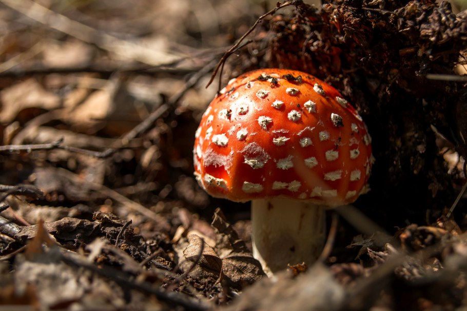 Мухомор красный (Amanita muscaria)