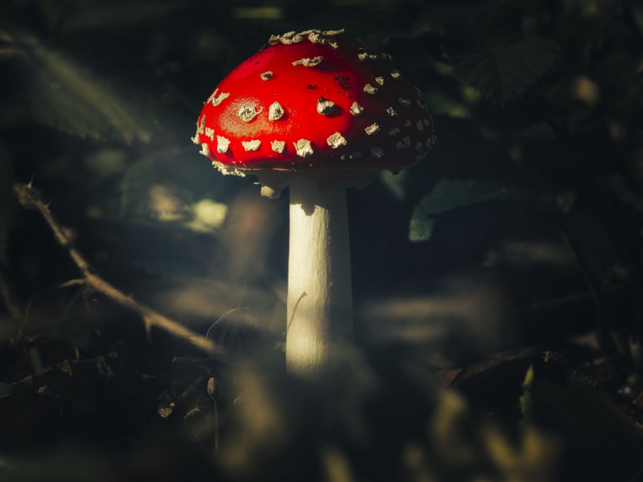 Мухомор рисунок