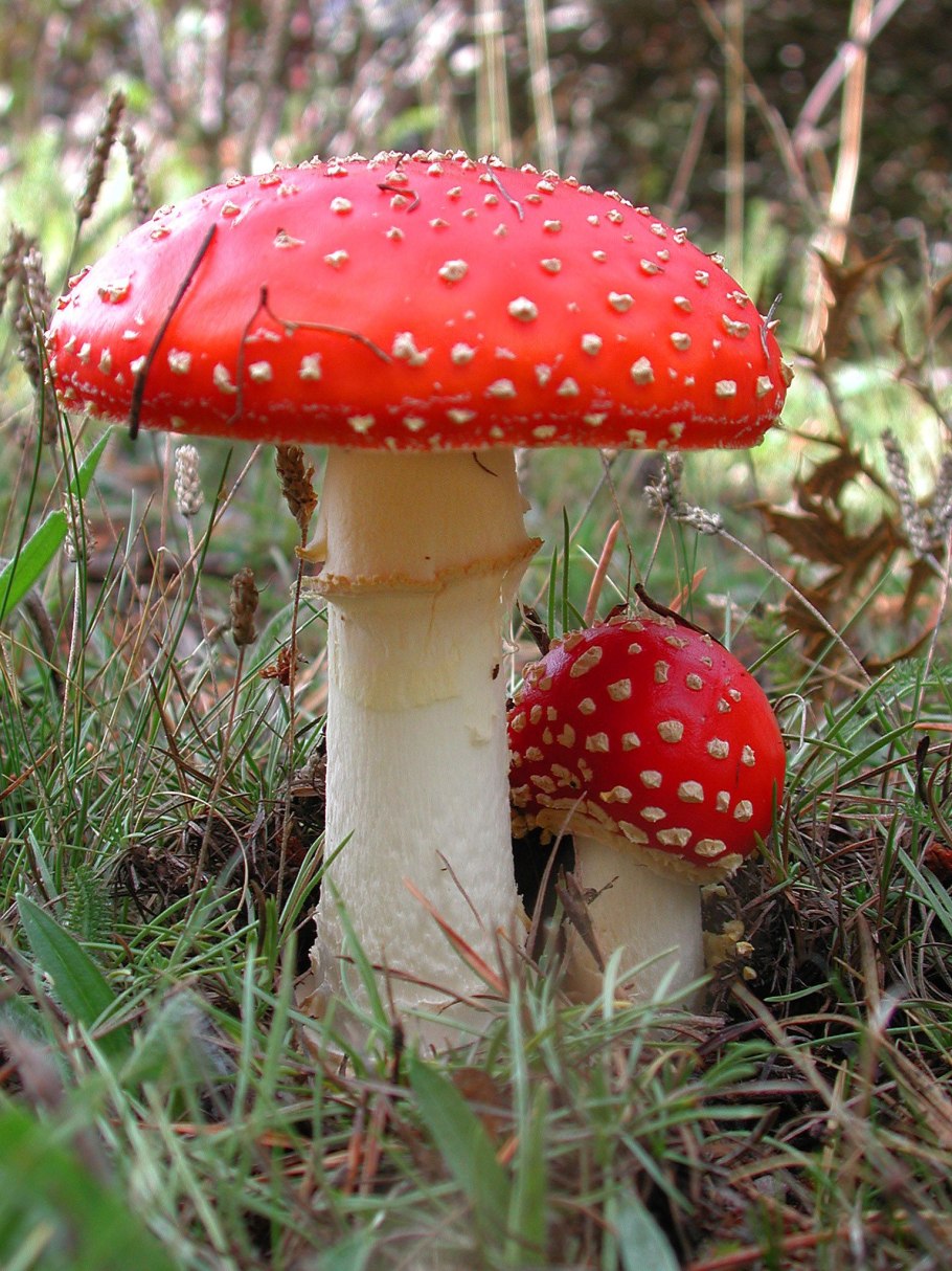 Грибы Аманита Мускария