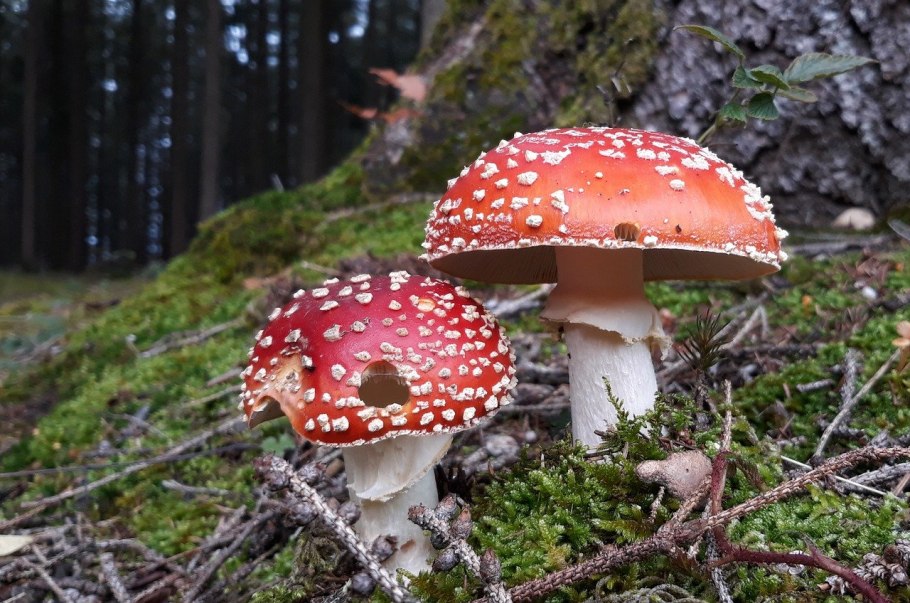 Грибы Toadstool