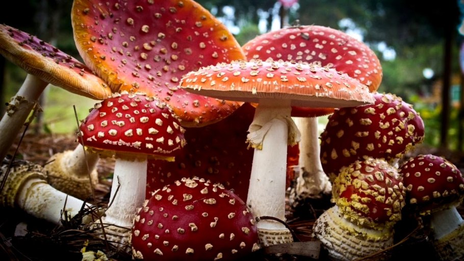 Мухомор красный (Amanita muscaria)