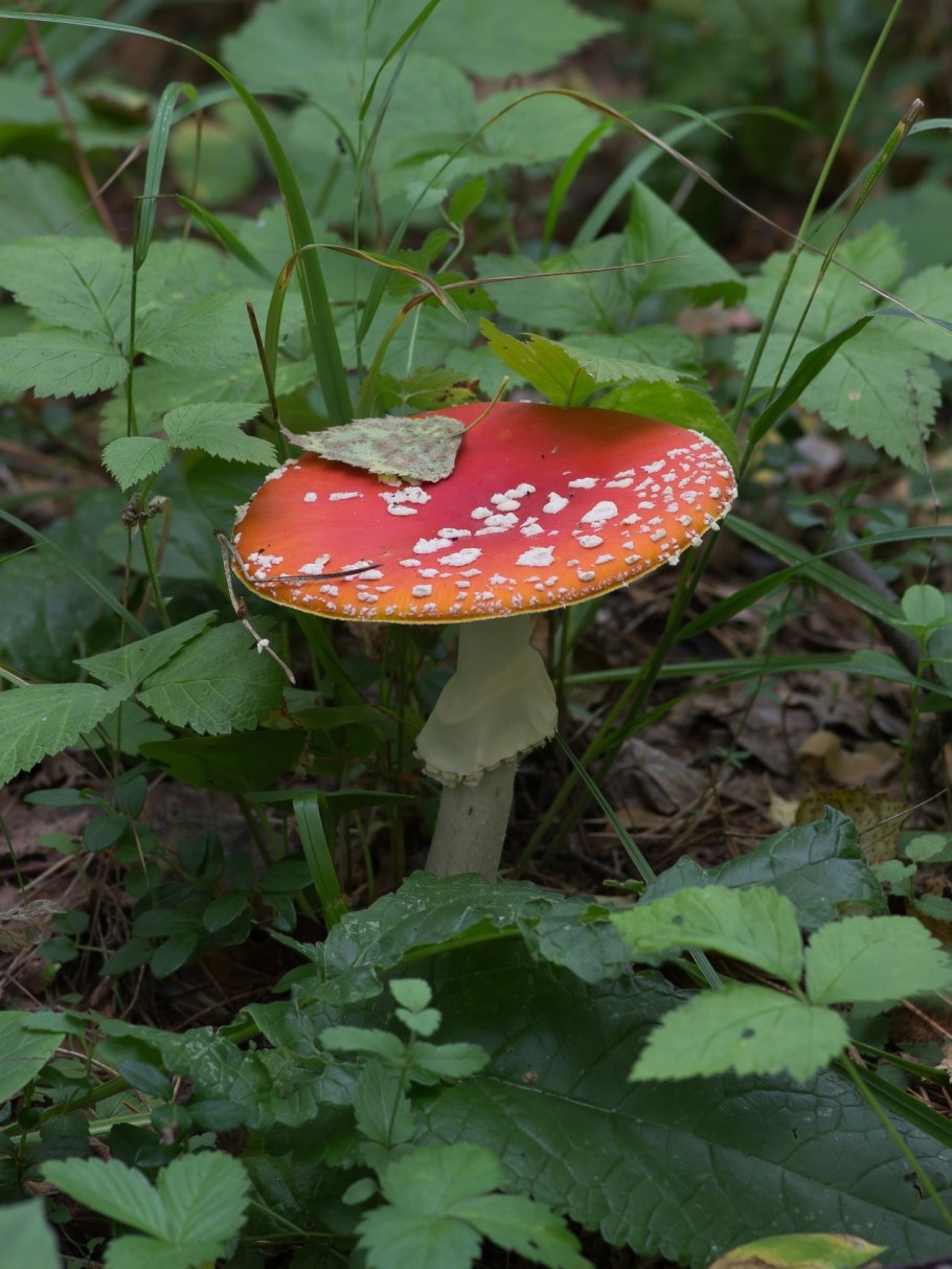 Грибы Аманита Мускария