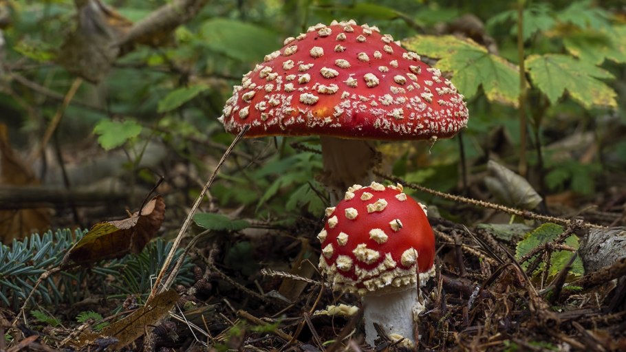Грибы Аманита Мускария