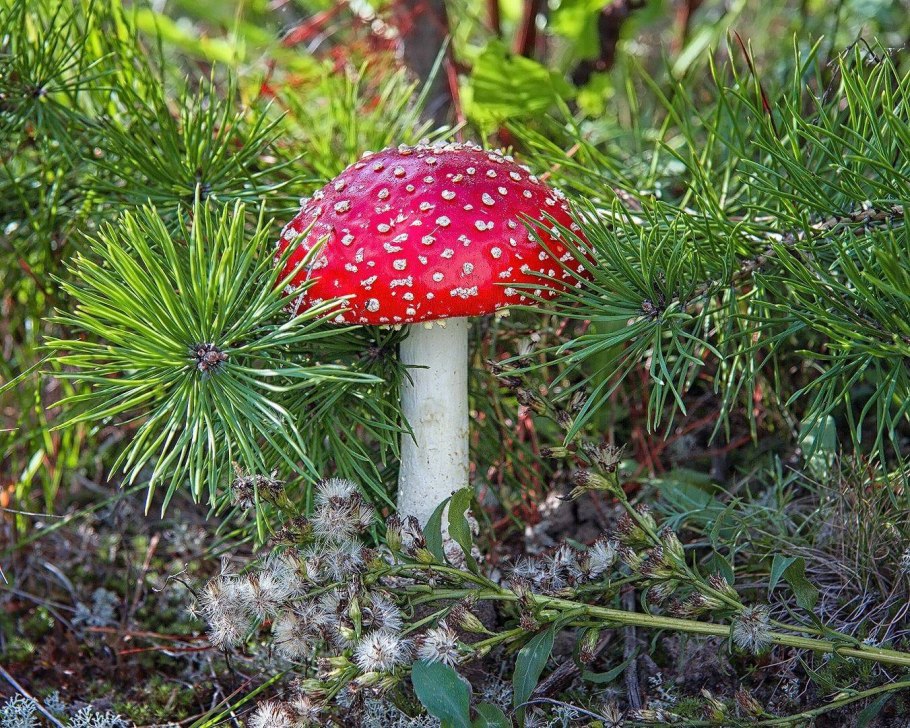 Красивый гриб мухомор