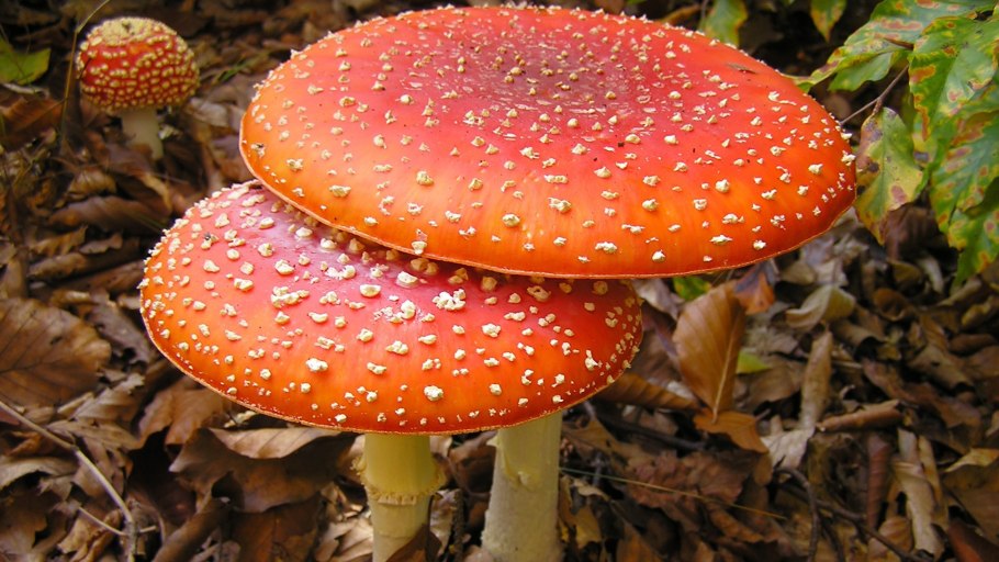 Мухомор Amanita muscaria