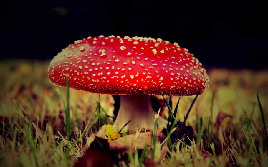Шляпочные грибы мухомор