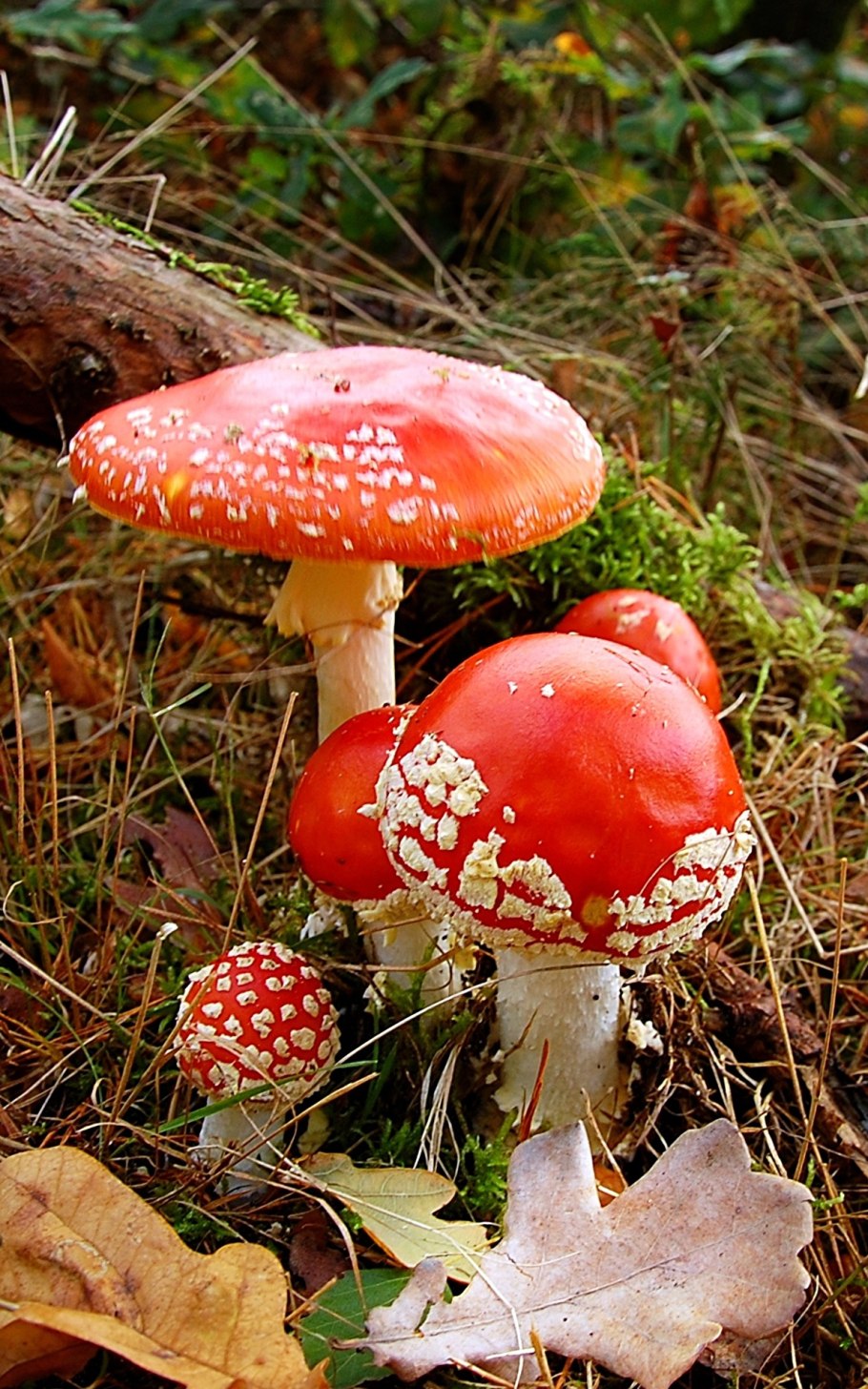 Базидиомикота мухомор – Amanita