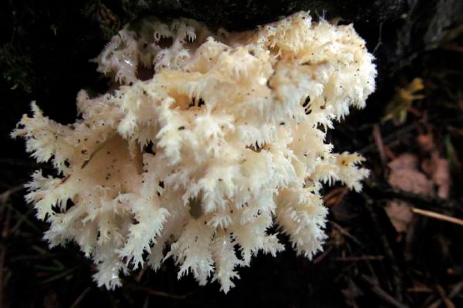 Грибы ежовик и Рогатик