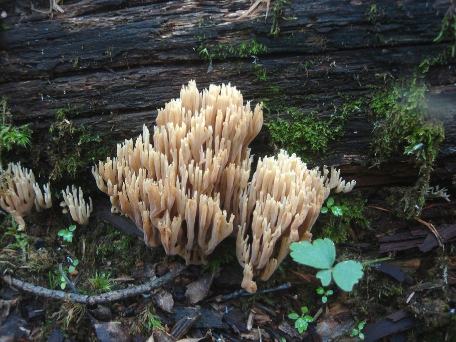 Clavulina rugosa