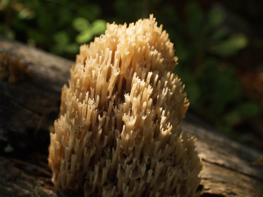 Клавулина гребенчатая