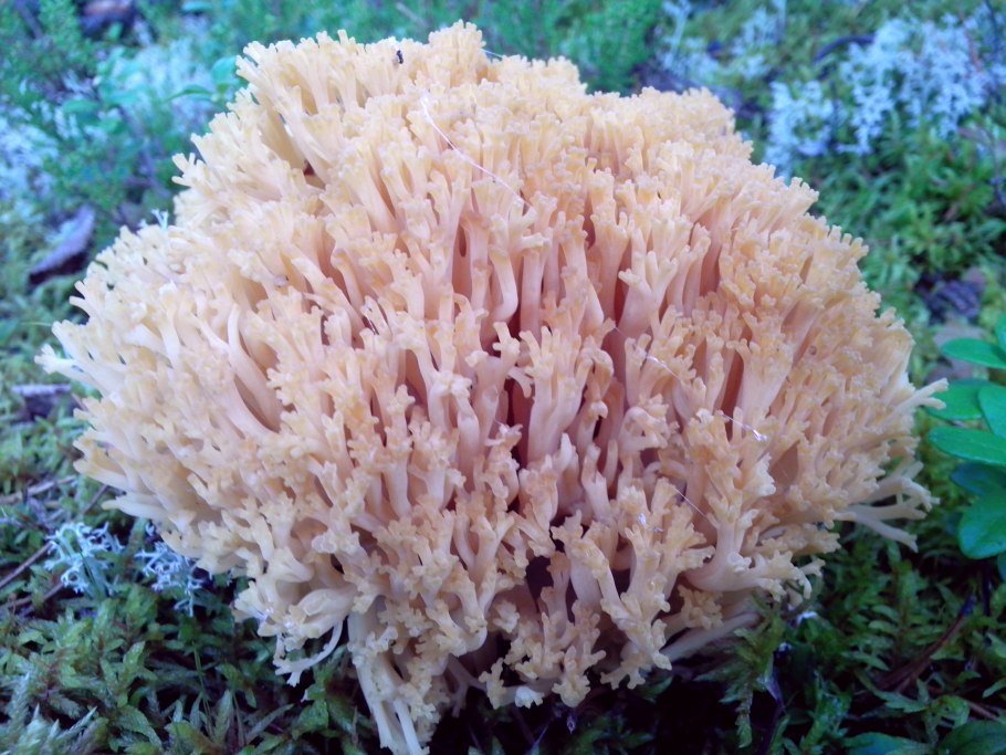 Ramaria abietina