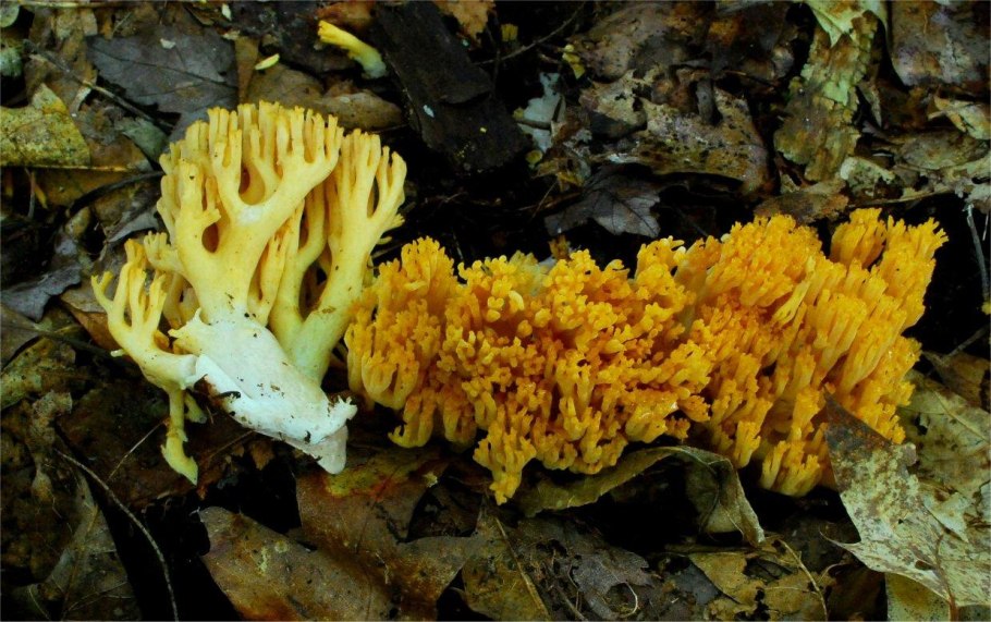 Рамария золотистая - Ramaria Aurea