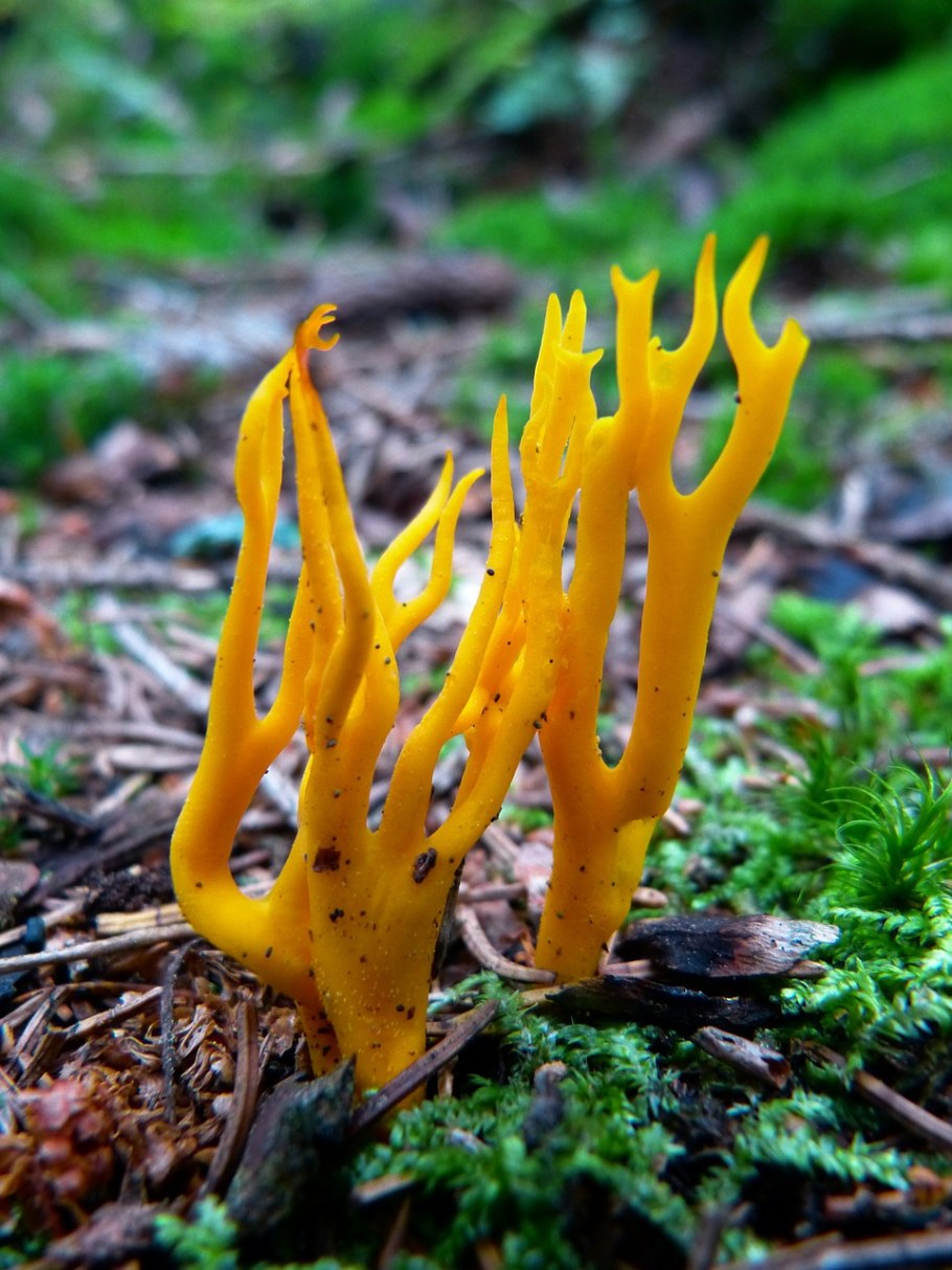 Оленьи рожки Ramaria Flava