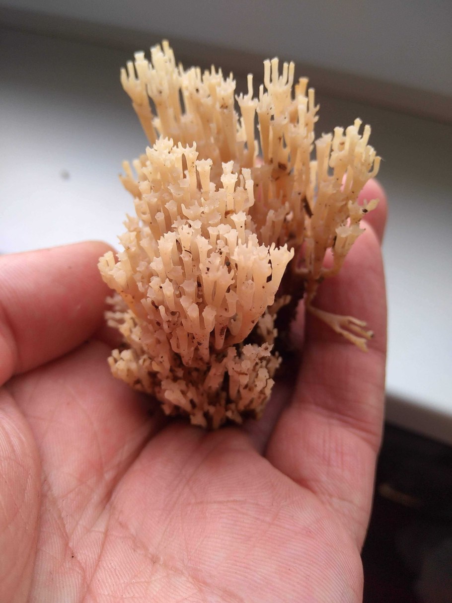 Грибы Крыма как Корал