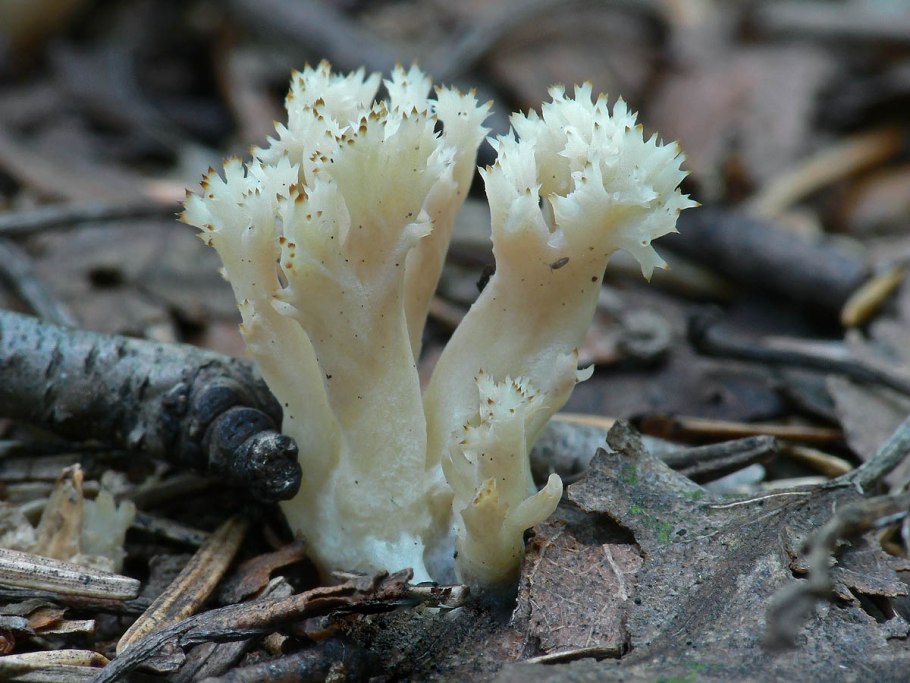 Рамария золотистая