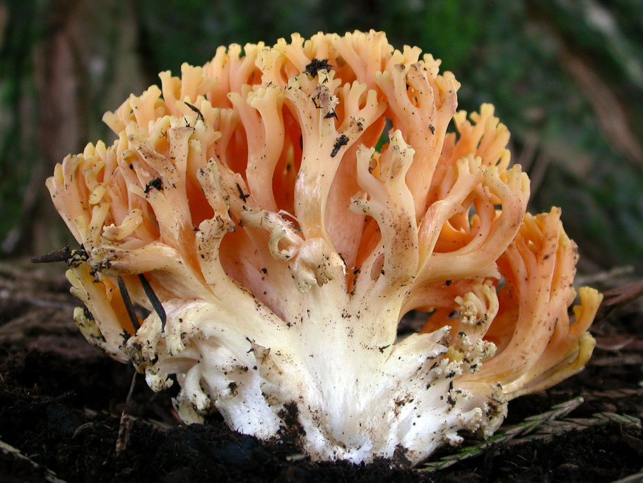 Ramaria Formosa