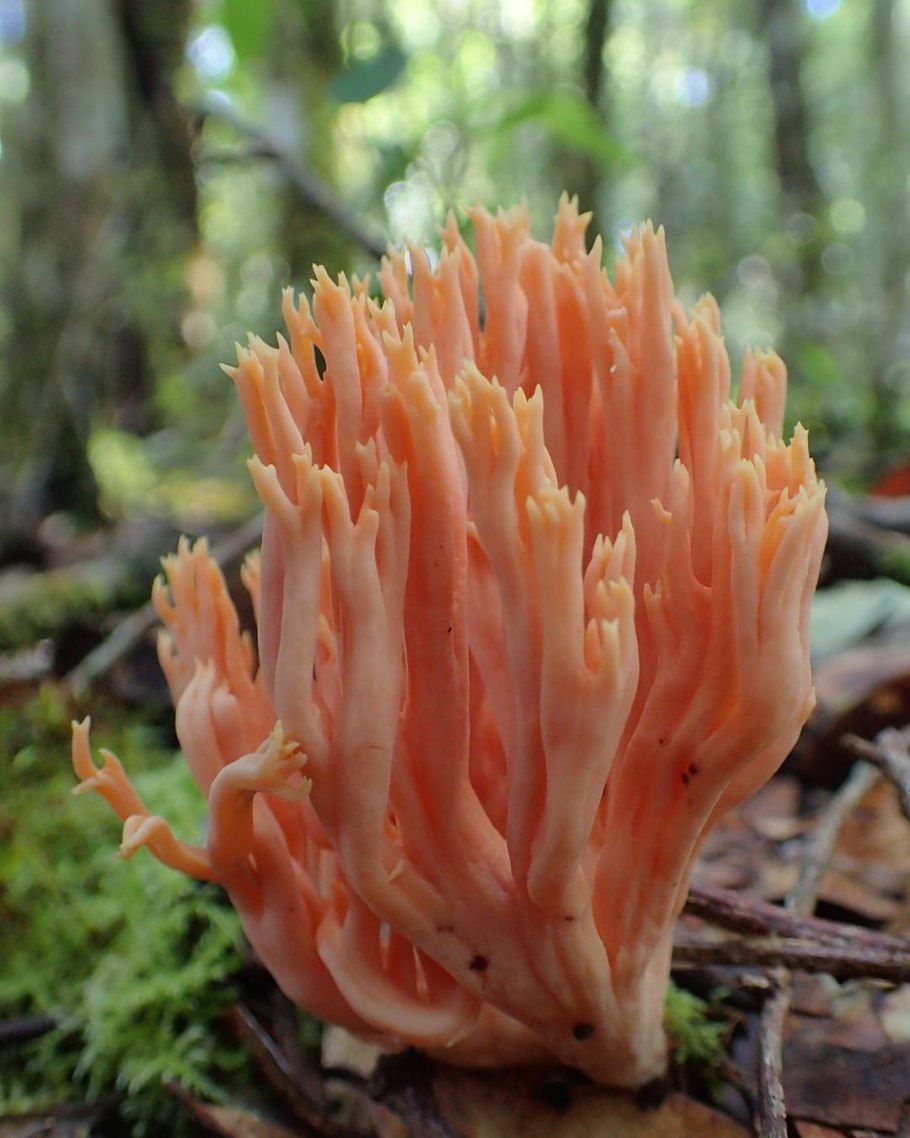 Рогатик гребенчатый гриб