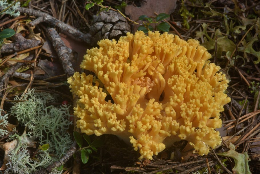 Ramaria Botrytis